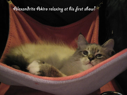 Alexandrite Akiro First Show