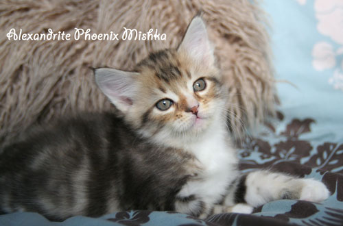 Alexandrite Phoenix Mishka