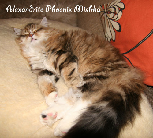 Alexandrite Phoenix Mishka