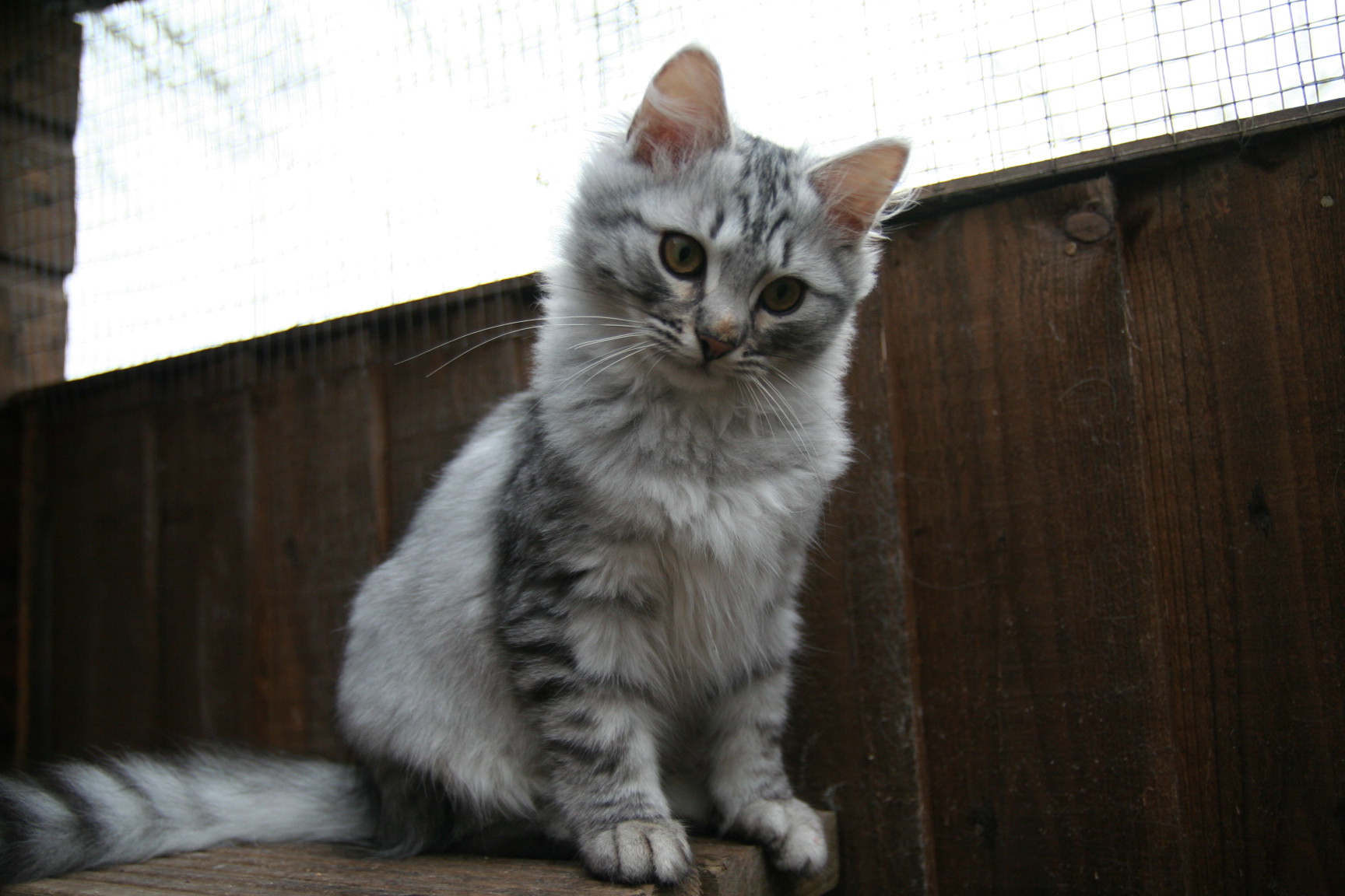 Anyanka