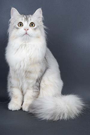 Mishka