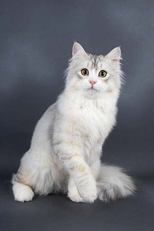 Mishka