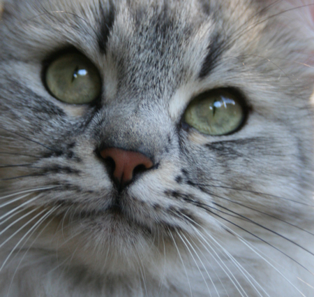 Willow